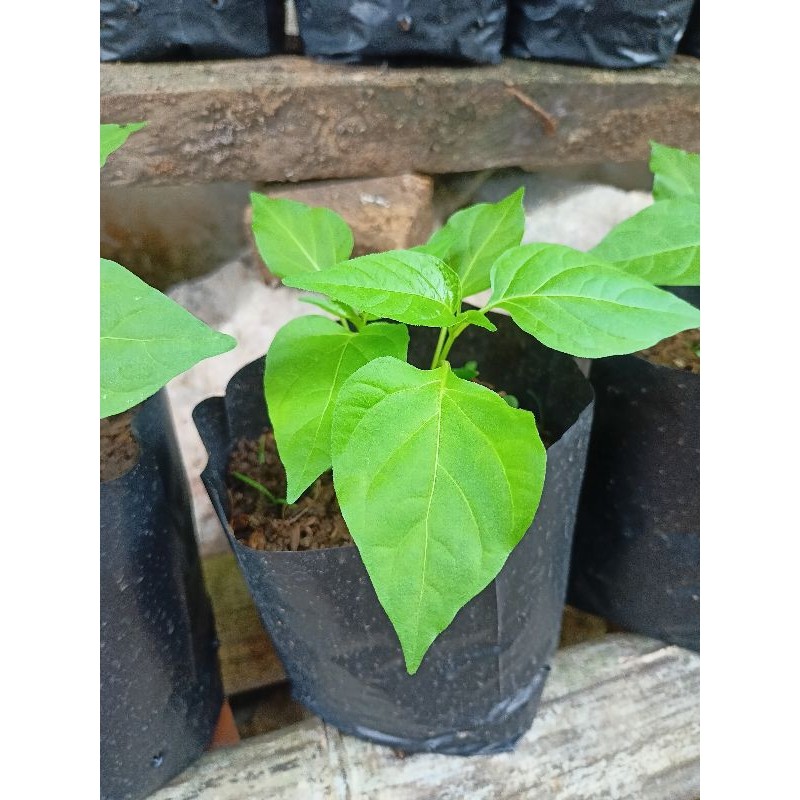 BIBIT CABAI KAMPUNG 1 POHON BIBIT CENGEK MERAH BIBIT CABE RAWIT CABE ACUNG BIBIT LOKAL CABUTAN