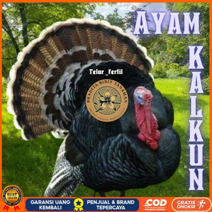 

telur ayam kalkun untuk ditetaskan original berkualitas PRADITA BIBIT TANAMAN