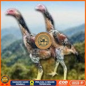

telur tetas ayam shamo super berkualitas unggul PRADITA BIBIT TANAMAN