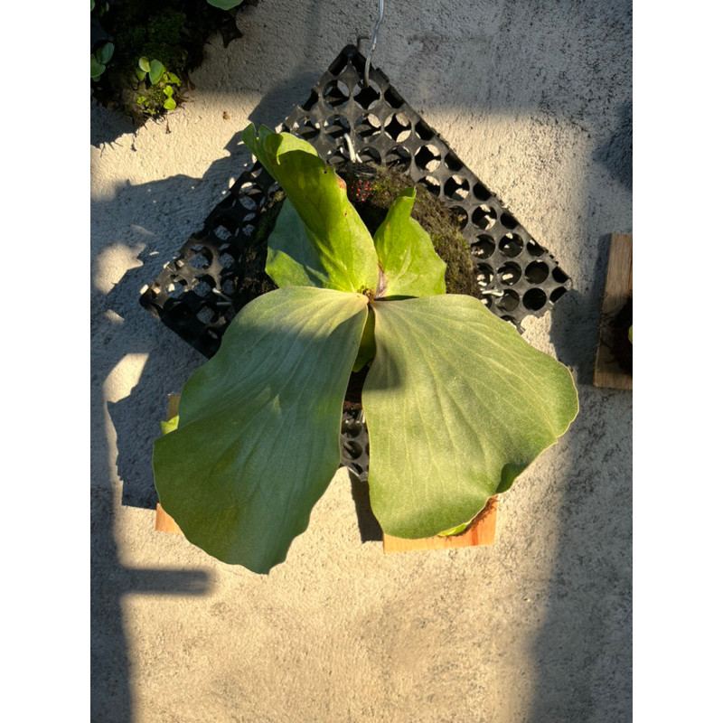 platycerium elephantotis / simbar / gajah ijo