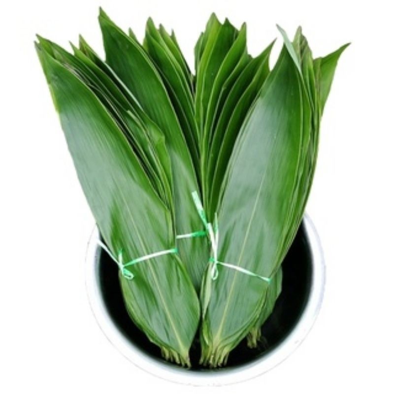 

Daun bambu bacang jumbo segar siap petik