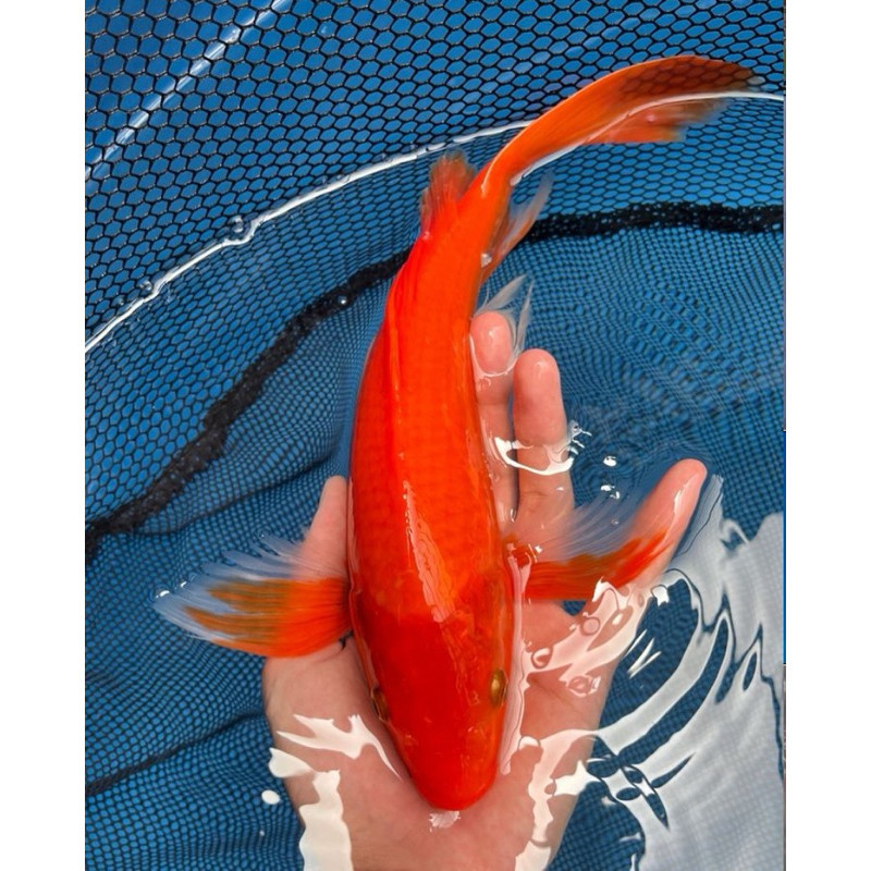 paket hemat PAKET 4EKOR KOMET SLAYER