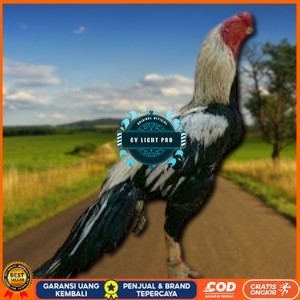 

telur ayam assel Parrot ori bisa untuk di tetaskan vertil CV LIGHT PRO