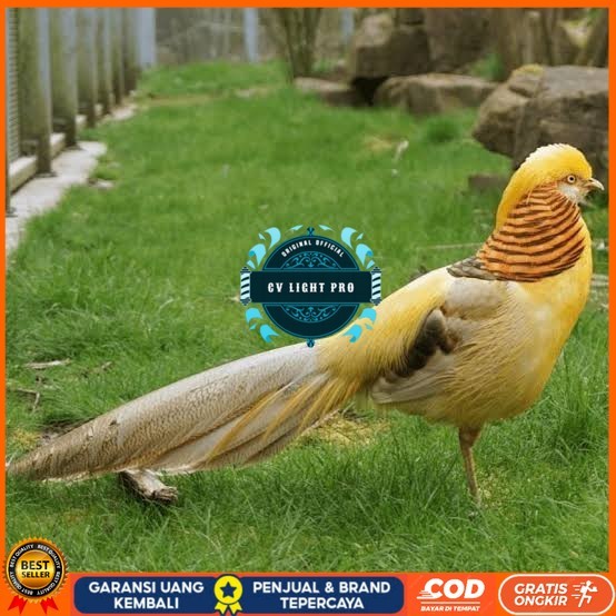 

Telur ayam hias ringneck yellow pheasant fertil asli CV LIGHT PRO