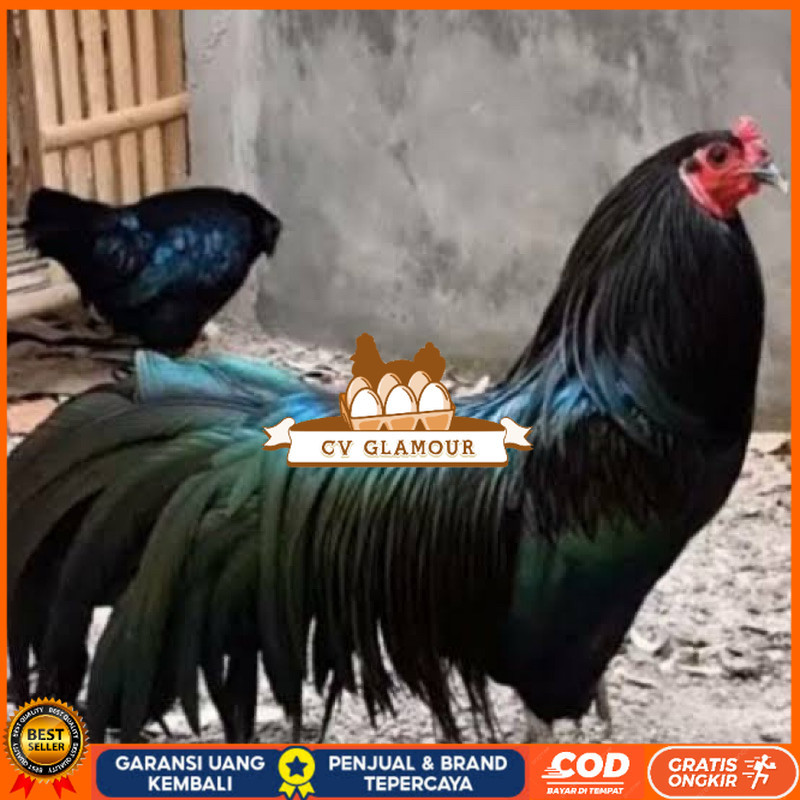 

TELUR FERTIL AYAM BLACK SUMATRA UNTUK DI TETASKAN CV GLAMOUR