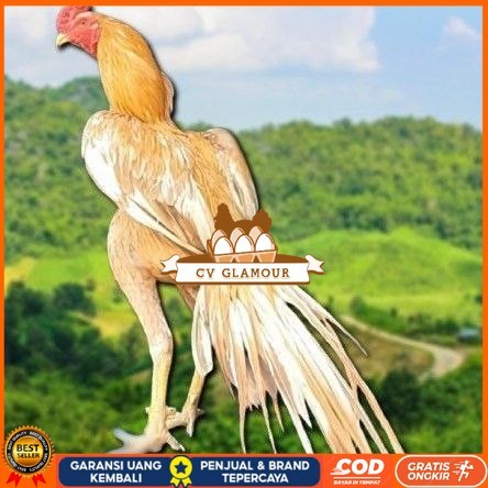 

telur ayam ekor lidi original bisa untuk di tetaskan super CV GLAMOUR