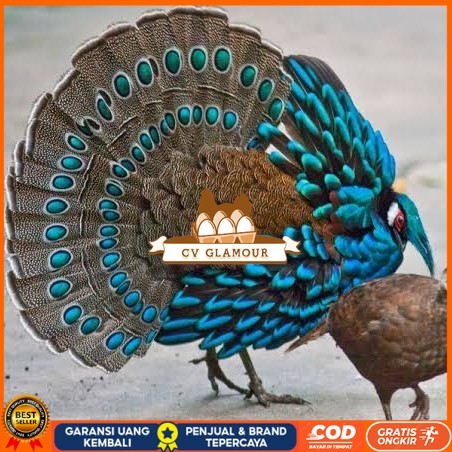 

Telur ayam hias ringneck palawan pheasant fertil bisa ditetaskan Langsung CV GLAMOUR