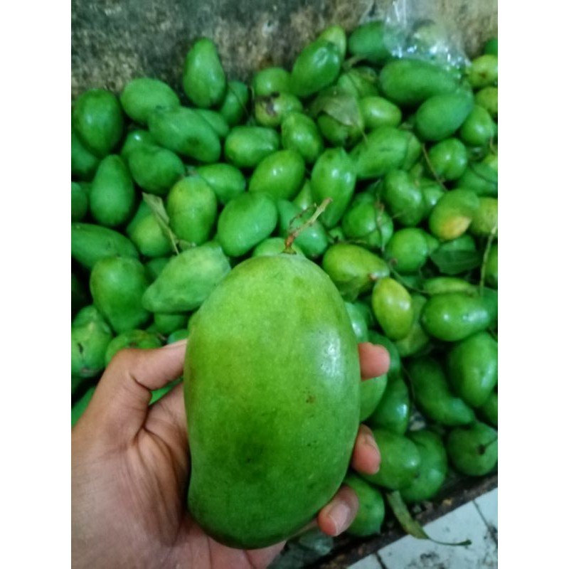 

READY Mangga muda rujak kriuk fresh 1kg