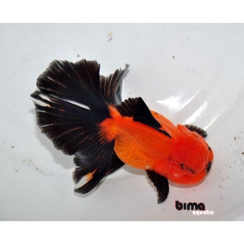Kebutuhan aquarium MAS KOKI ORANDA BLACK GOLD GRADE A 4-6 CM