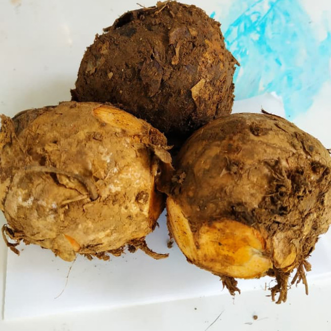 

Temulawak segar 1 kg