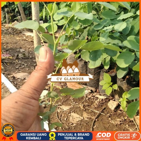 Bibit Tanaman Pohon Sonokeling, Kayu Sonokeling Bibit Tanaman Super Unggul CV GLAMOUR