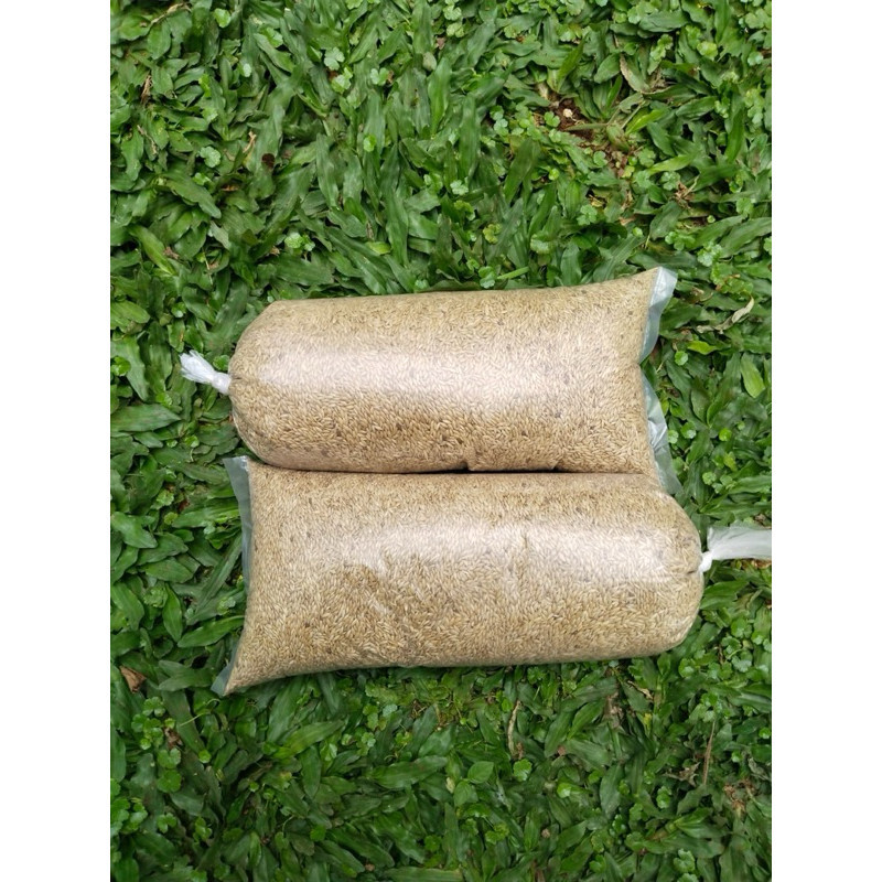 !! benih rumput gajah mini/ rumput gajah mini 2kg benih rumput nuansa benih Co