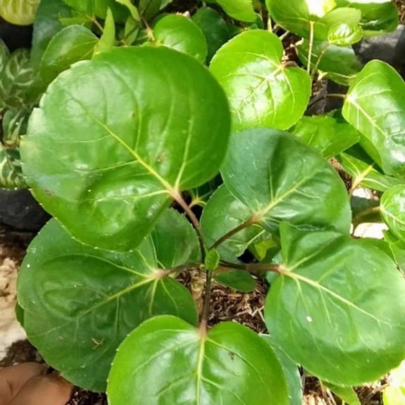 

Sahabatalam daun mangkokan segar 250 gram herbal alami