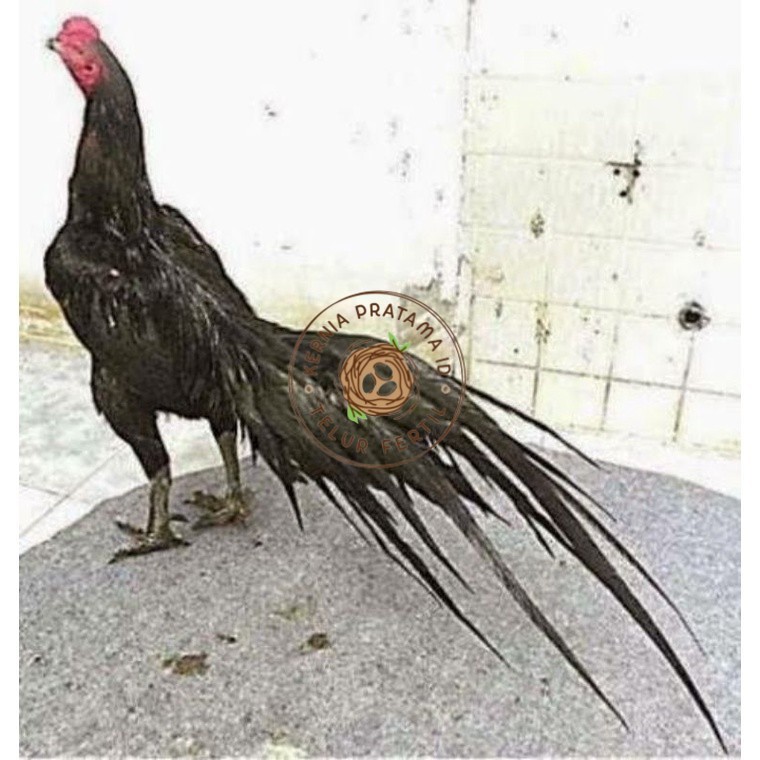 

TELUR AYAM MANGON GESIT TANGGUH UNTUK DI TETASKAN KURNIA PRATAMA ID