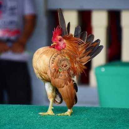 

Telur ayam serama kate lokal telur ayam hias telur fertil siap kirim KURNIA PRATAMA ID
