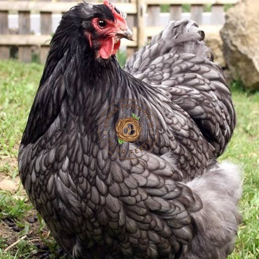 

Telur ayam bantam chocin / telur ayam hias / telur fertil siap tetas KURNIA PRATAMA ID