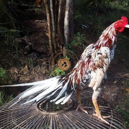 

Telur ayam bangkok ekor lidi / telur ayam hias fertil siap tetas KURNIA PRATAMA ID