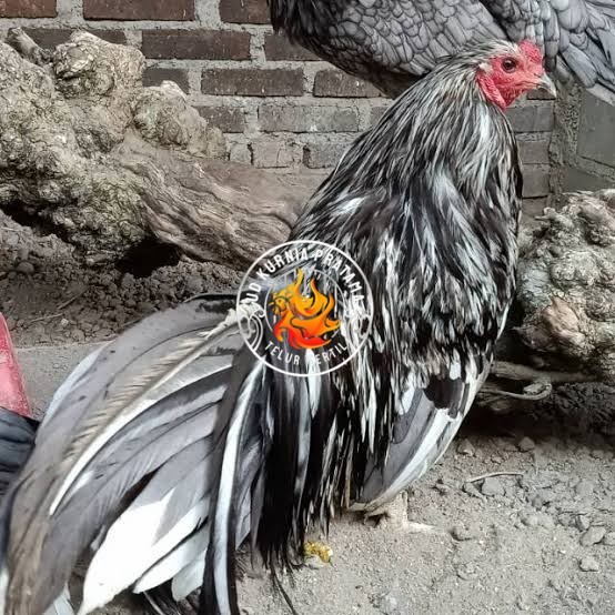 

Telur ayam black sumatera / telur ayam hias / telur fertil siap cod UD KURNIA PRATAMA