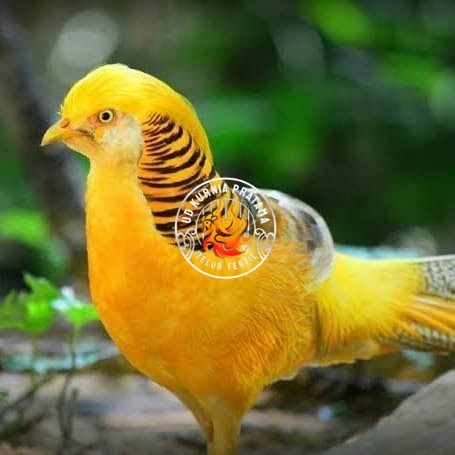 

Telur ayam hias ringneck yellow pheasant fertil untuk ditetaskan UD KURNIA PRATAMA