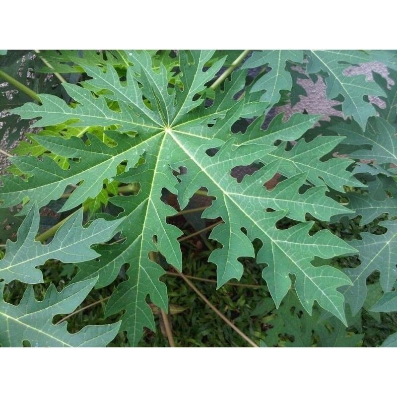 

READY DAUN PEPAYA SEGAR 500GR