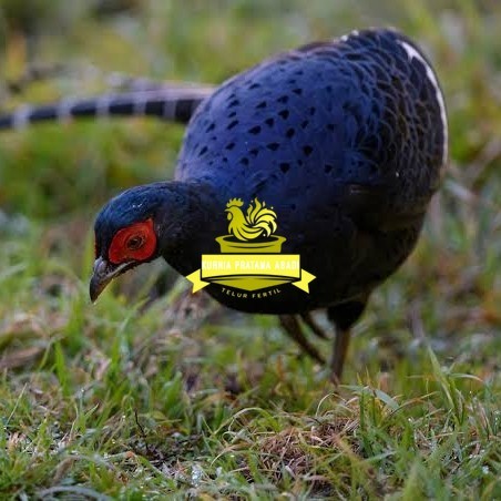 

Telur ayam hias ringneck mikado pheasant fertil bisa ditetaskan Langsung KURNIA PRATAMA ABADI