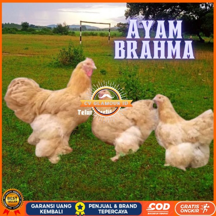 

telur ayam brahma asli bisa untuk di tetaskan original berkualitas CV GLAMOUR ID