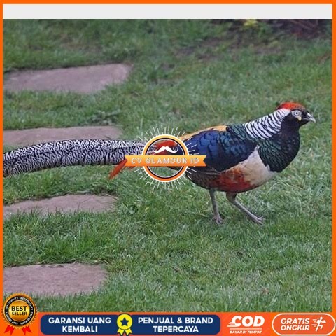 

Telur ayam hias ringneck lady red amherst pheasant fertil asli CV GLAMOUR ID