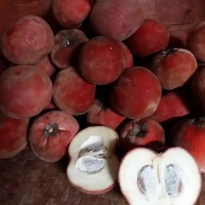 

Buah segar Bisbul Buah Mentega LANGKA