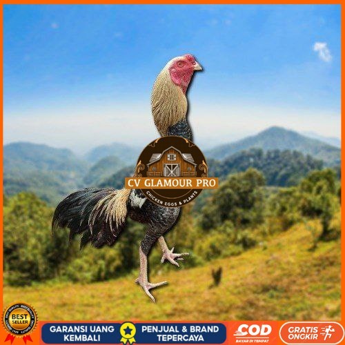 

telur tetas ayam shamo aduan siap di tetaskan CV GLAMOUR PRO