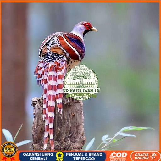 

Telur ayam hias ringneck hume's pheasant fertil untuk ditetaskan UD NAFII FARM ID