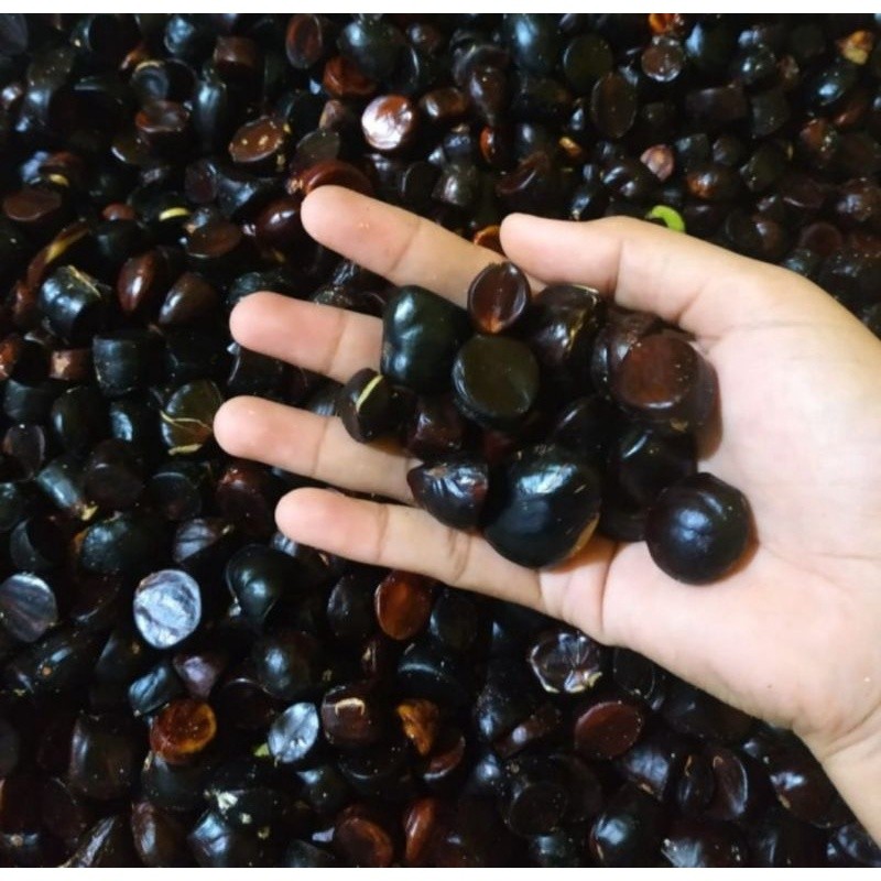 

Buah Kabau Buah Jering Saudaranya Jengkol Julang Jaling Lalapan Khas Lampung 125 250 500 Gram