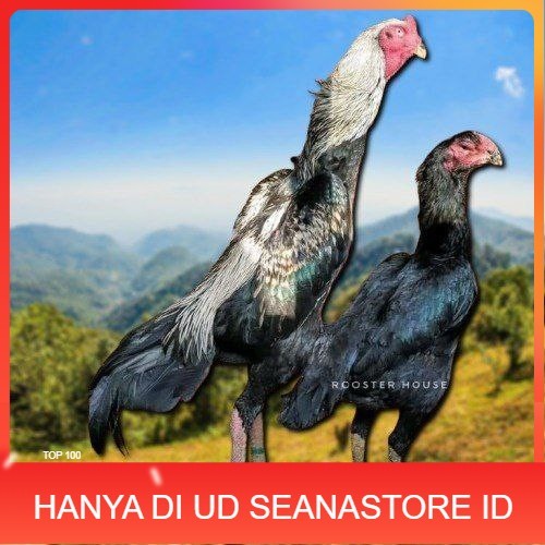 

telur tetas ayam shamo tarung valid super garansi UD SEANASTORE ID