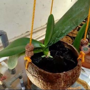 pot batok kelapa tempurung kelapa ukir gantung