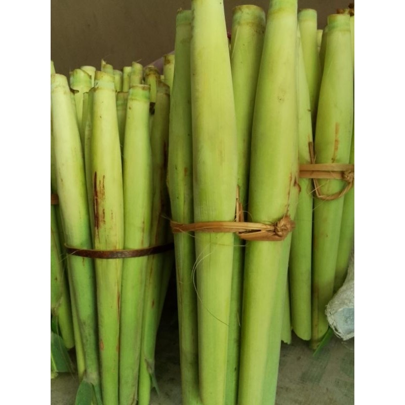 

Terubuk telur turubuk cobek turubuk sayuran segar 500 grm