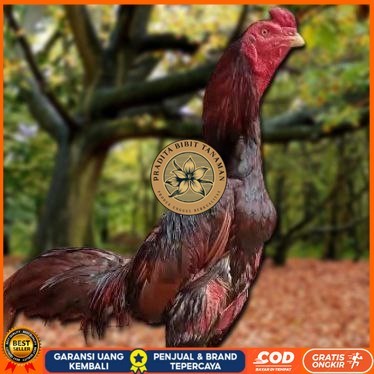 

Telur Ayam Pakhoy Ori Vertil Siap Di Tetaskan Jaminan Super Oiginal Bergaransi PRADITA BIBIT TANAMAN