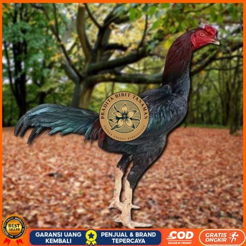 

Telur Ayam Pakhoy Vertil Siap Di Tetaskan Jaminan Super Oiginal Bergaransi PRADITA BIBIT TANAMAN