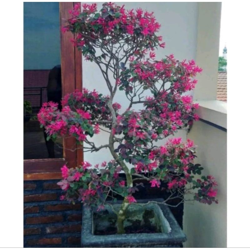 Tanaman best seller Serut Merah loropitalum tanaman hias bahan bonsai rimbun sehat segar hidup Segar