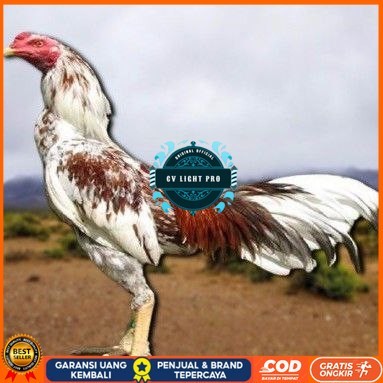 

telur tetas ayam pama berkualitas unggul CV LIGHT PRO