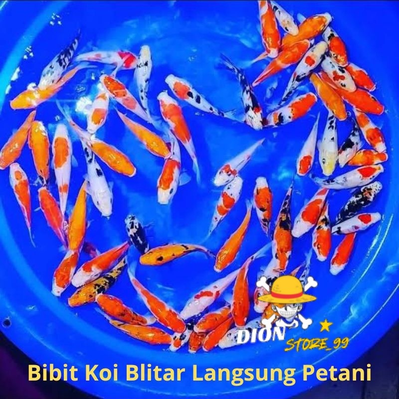 bibit ikan koi blitar 6-7 cm  paket hemat 5 ekor dan 10 ekor