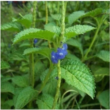

DAUN JARONG /DAUN PECUT KUDA 1000 gram SEGAR OBAT HERBAL OBAT TRADISIONAL