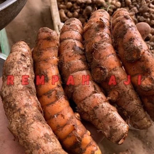 

Kunyit Super per 1kg murah