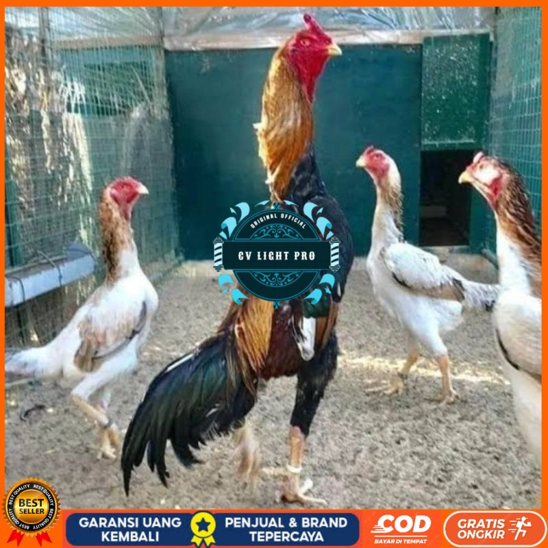 

TELUR AYAM SHAMO EROPA PURE LINE UNTUK DI TETASKAN CV LIGHT PRO