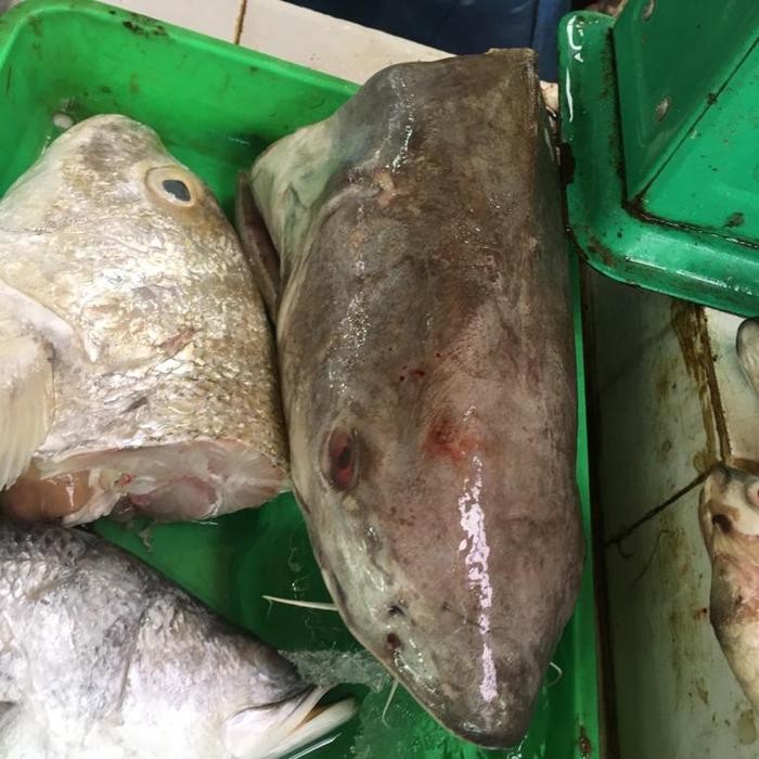 

Ikan Mayung/Jambal Roti 500gr