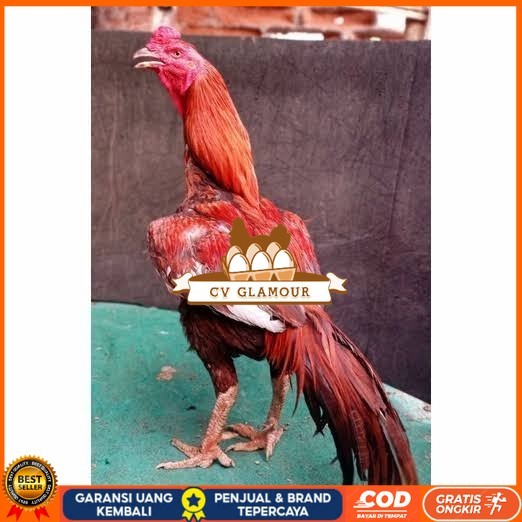 

Telur ayam bangkok super petarung aduan fertil asli CV GLAMOUR