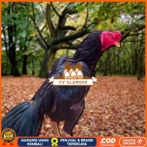 

Telur Ayam Pakhoy Line Mane Vertil Siap Di Tetaskan Jaminan Super Oiginal Bergaransi CV GLAMOUR