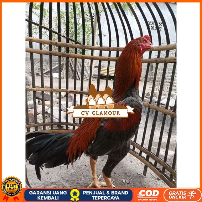 

TELUR FERTIL PLUCKER PAKOY ISTIMEWA original berkualitas CV GLAMOUR