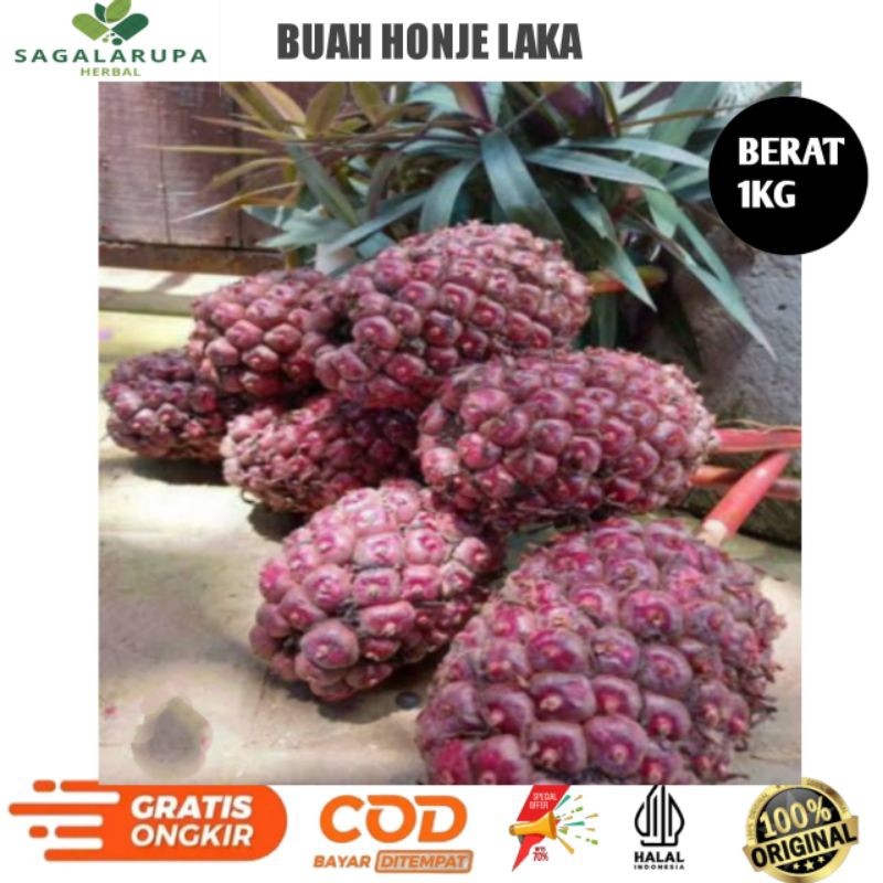 

buah honje laka-buah kecombrang merah 1kg COD (R-S)