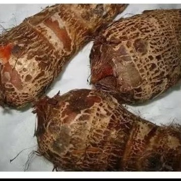 

. UMBI gajah siap antar 1000 gram, fres