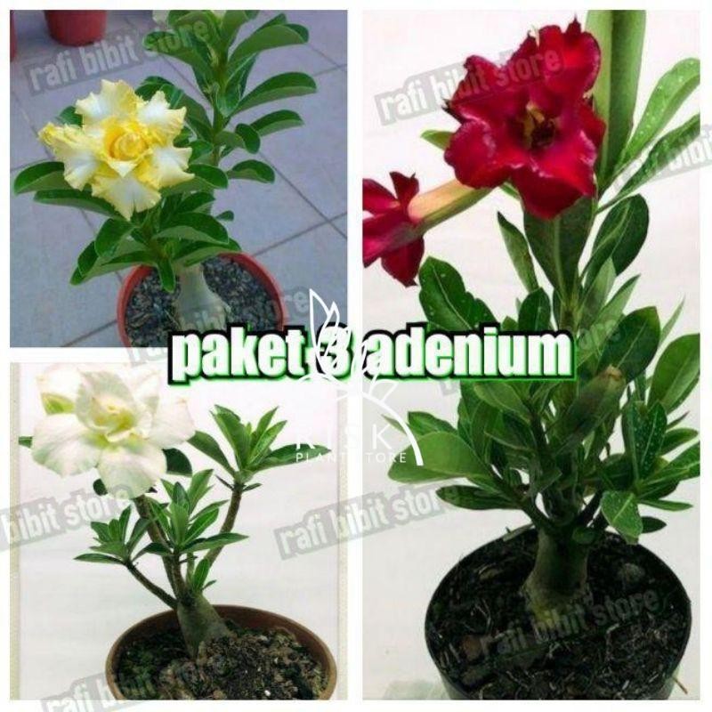 PAKET 3 ADENIUM KAMBOJA BUNGA TUMPUK-BUNGA ADENIUM TUMPUK-PAKET PROMO
