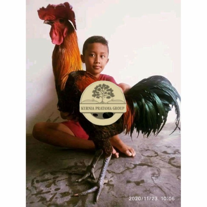 

Telur ayam pelung aduan super jumbo fertil asli siap ditetaskan - ayam pelung KURNIA PRATAMA GROUP